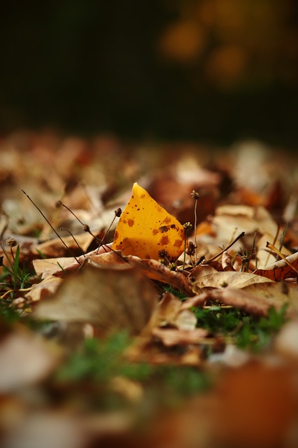 常规赛末期 常规赛末期